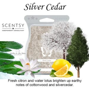 Silver Cedar Scentsy Bar