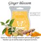 Ginger Blossom Scentsy Wax Melt
