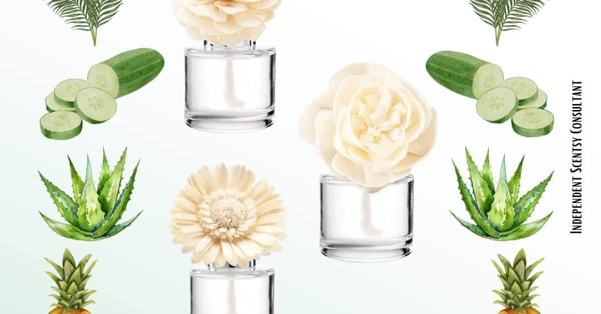Aloe Water & Cucumber Scentsy Fragrance Flower - Dahlia Darling - The  Candle Boutique - Scentsy UK Consultant