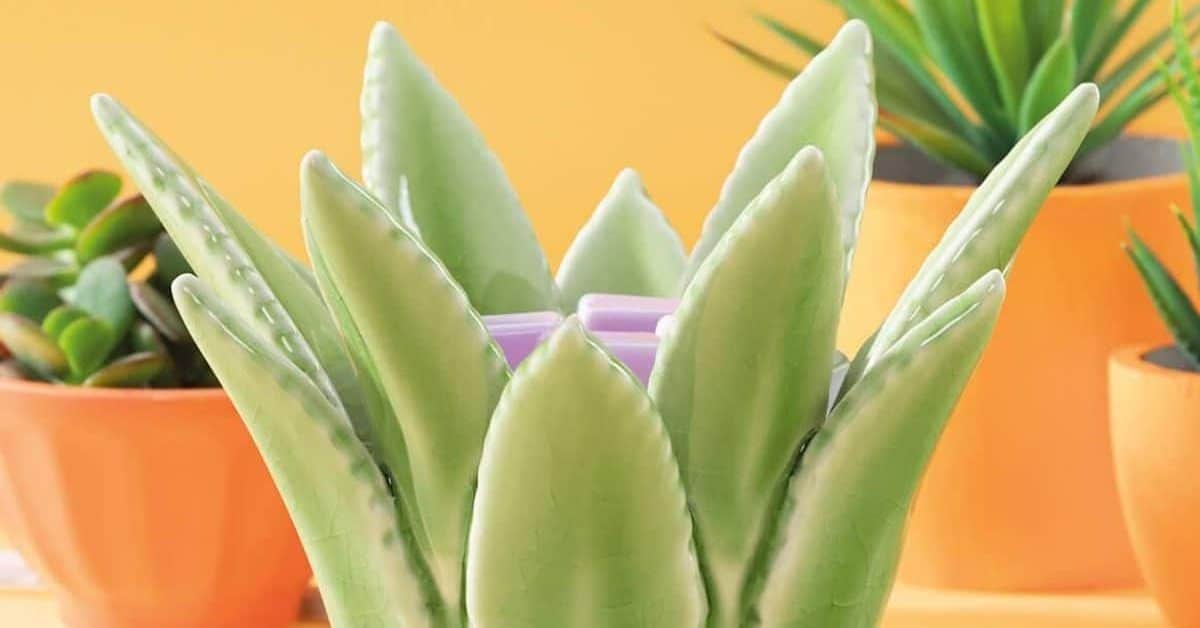 aloe vera natural gel pure 100 Pure Aloe Vera Gel