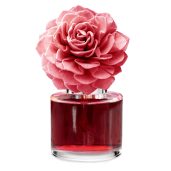 Pink Sunshine - Dahlia Darling Fragrance Flower