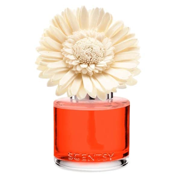 Sunset Cocktail Scentsy Dainty Daisy Fragrance Flowers