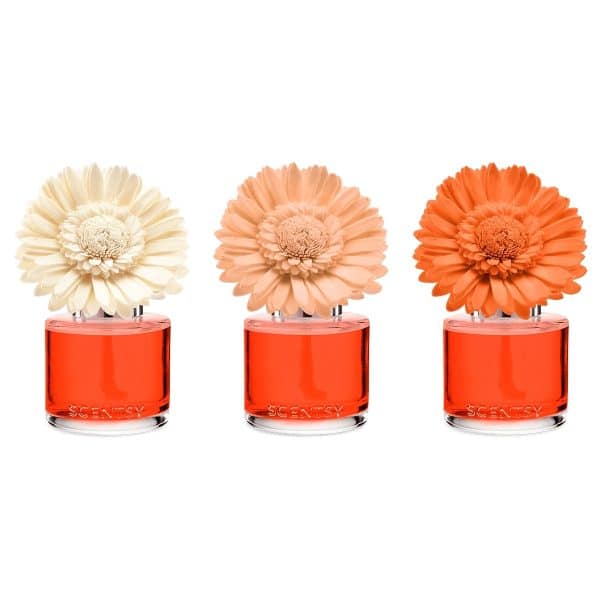 Sunset Cocktail Scentsy Dainty Daisy Fragrance Flowers