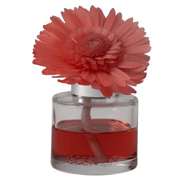 Cider & Crimson Berries - Dainty Daisy Fragrance Flower