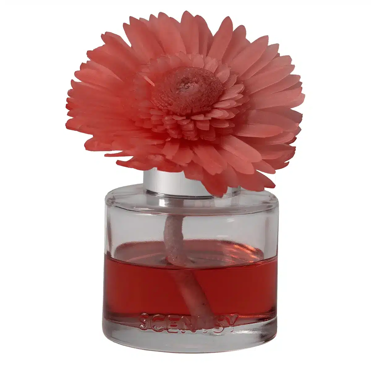 Cider & Crimson Berries - Dainty Daisy Fragrance Flower Cider & Crimson Berries - Dainty Daisy Fragrance Flower