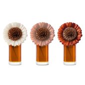 Pumpkin Honey Spice – Large Stunning Sunflower Fragrance Flower Colour Change