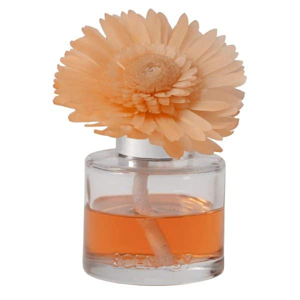 Spiced Pecan Crème - Dainty Daisy Fragrance Flower