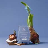 Blooming Hyacinth & Santal Scentsy Bar