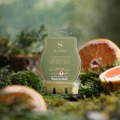 Cypress Forest Scentsy Wax melt