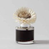 Pumpkin Oak - Stunning Sunflower Fragrance Flower New