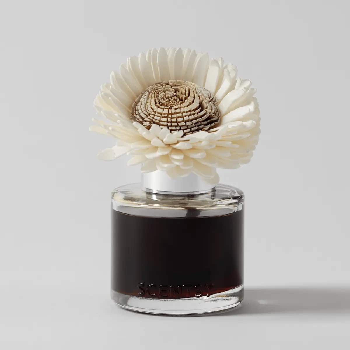 Pumpkin Oak - Stunning Sunflower Fragrance Flower New Pumpkin Oak - Stunning Sunflower Fragrance Flower New